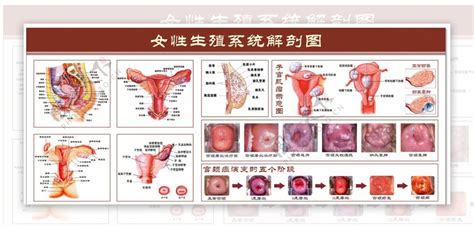 女性户型|科普图解12种女性生殖器官的迷人类型